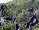 birds-everywhere.jpg (28309 bytes)