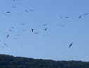 birds-over-isabella.jpg (27259 bytes)