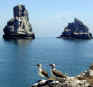 boobys-in-front-of-rocks.jpg (33525 bytes)