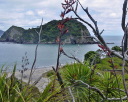 Moturua Island 014