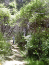 Moturua Island 015